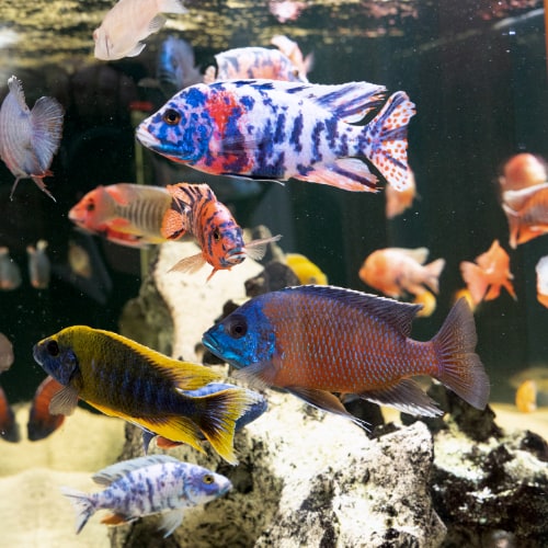 Tropical fish